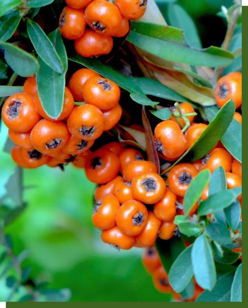 作为野生浆果的一个区域样本云南有多么特殊