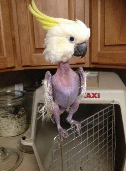 世界上这种奇葩鹦鹉心情不好就拔毛羞耻到寸丝不挂