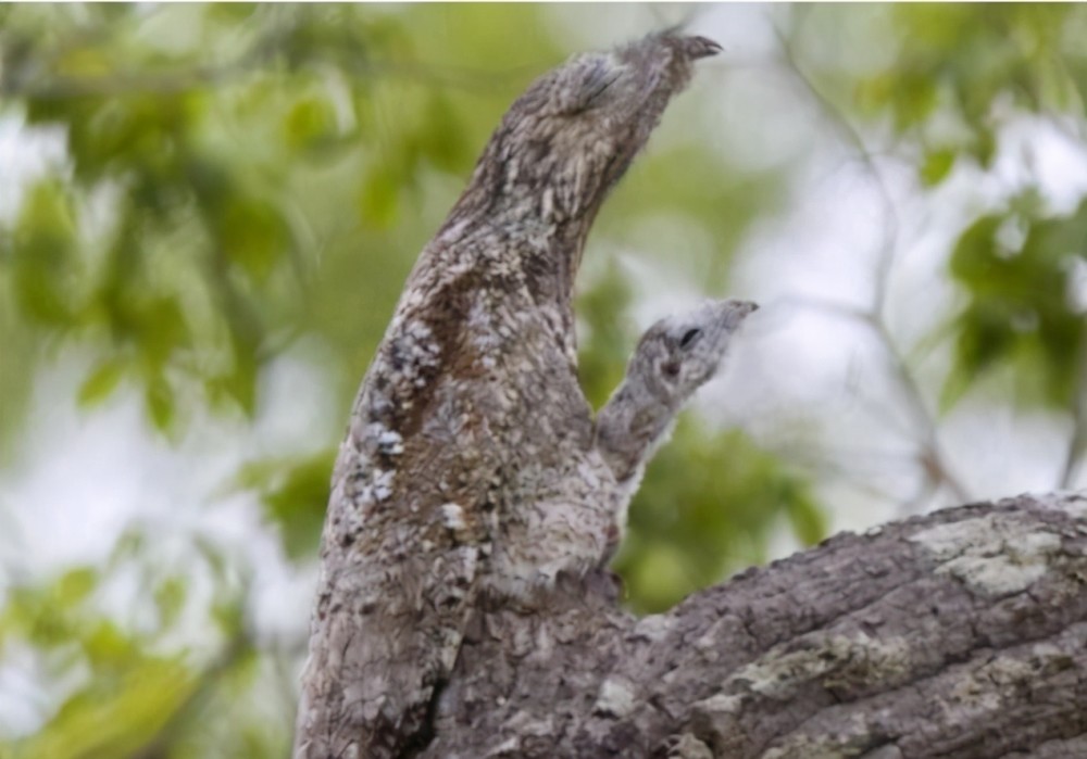 一只鬼鸟现身居民家栅栏上几声尖叫让人毛骨悚然