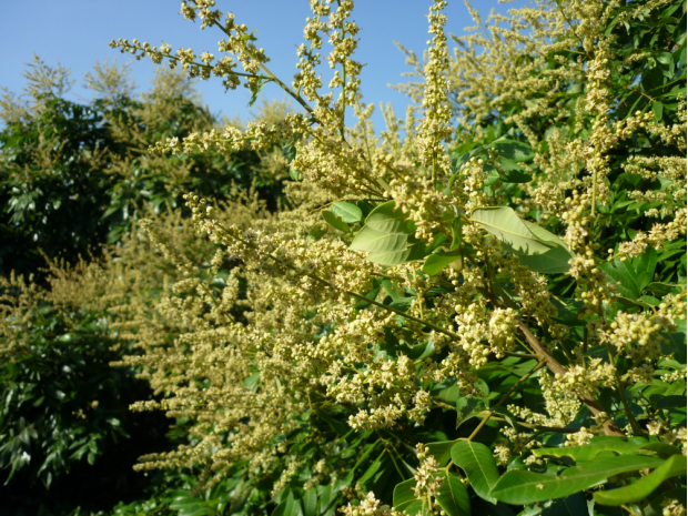 龙眼树开出黄白色的小花龙眼树黄白色小花细节放大外观每年夏季是龙眼