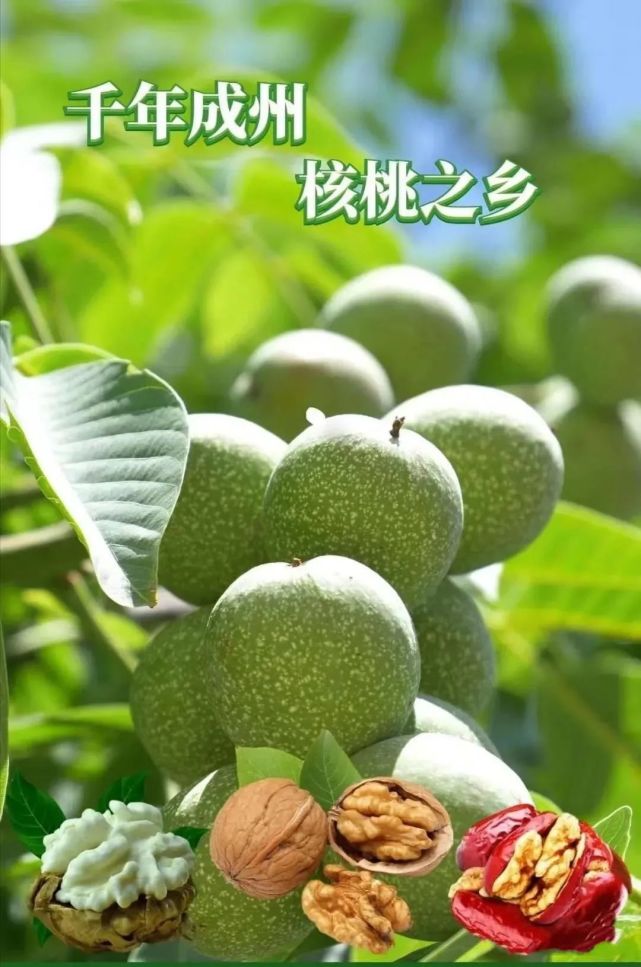 它的产地成县被国家林业局命名为"中国核桃之乡"