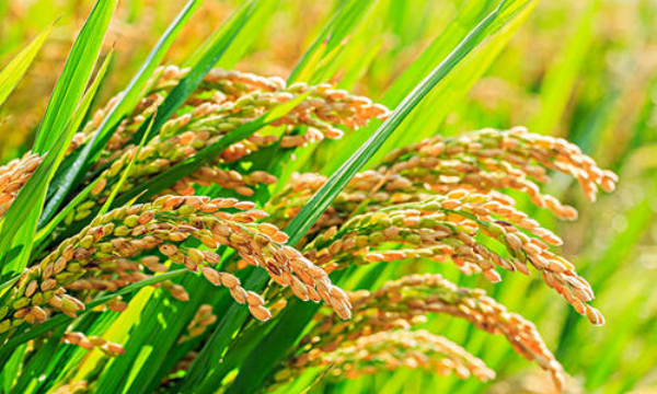 禾下乘凉梦一稻便一生揭开我国杂交水稻背后的那些事