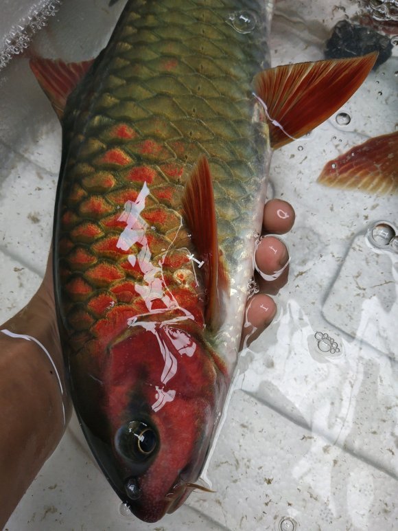 軍魚廣西釣友水庫釣起數條兇猛大魚紅鰓紅鰭最大的近10斤