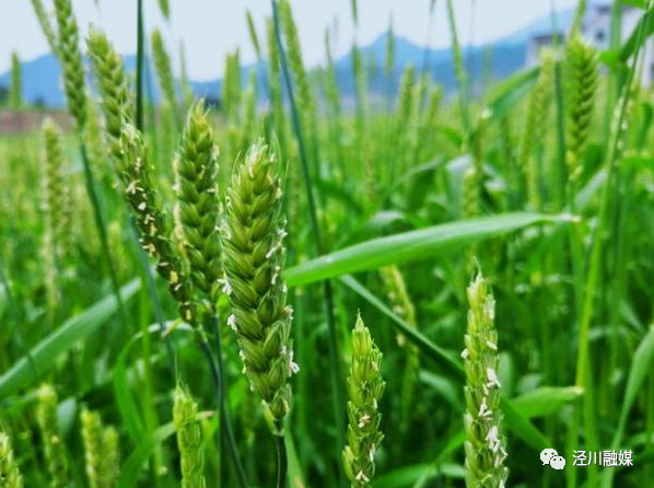 泾川美景随手拍麦田悠悠青草香