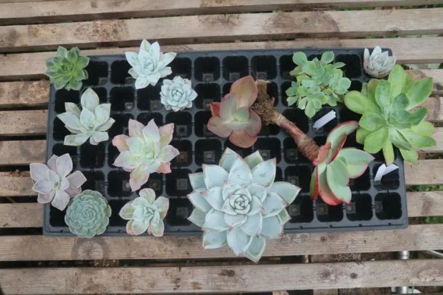 新手种植拟石莲花属多肉植物需要了解的简单种植知识