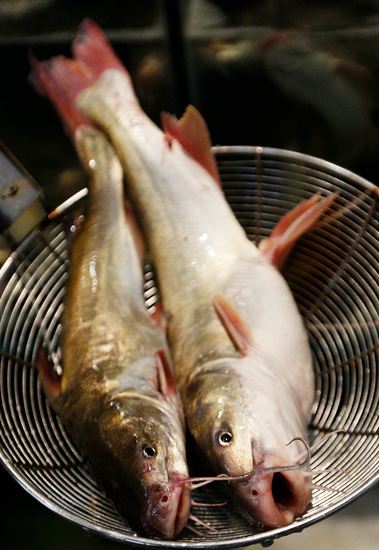 吃鱼去!龙湾王鱼杨梅节带动吃鱼热