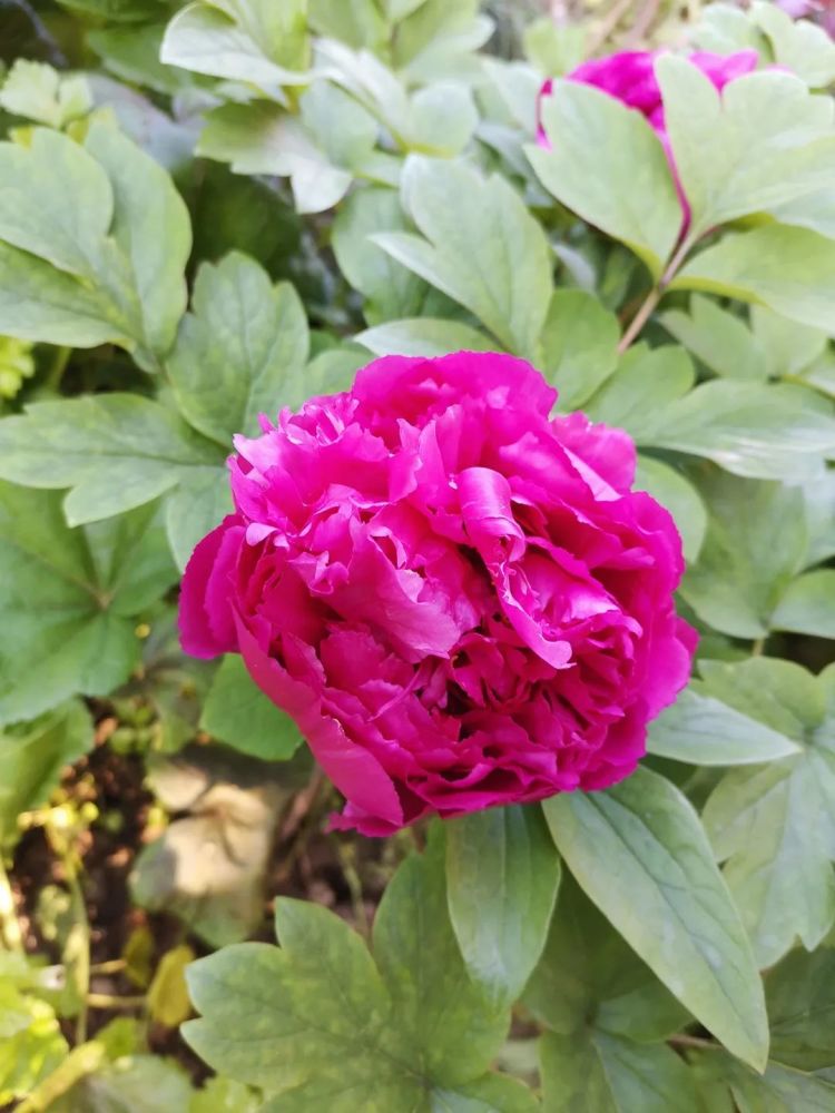 博物馆里的十二花神 之 刺绣牡丹茶席 顺利结束 腾讯新闻