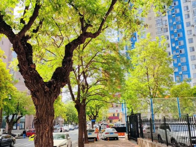 大连市中心的槐花大道正仁街槐花飘香