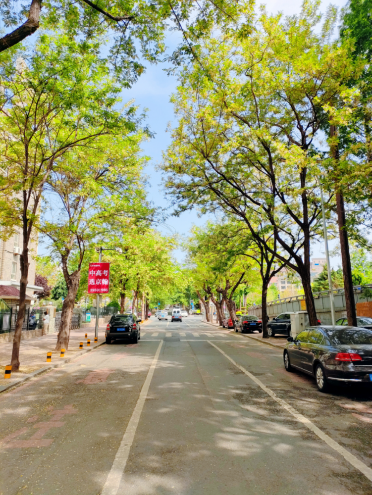 大连市中心的槐花大道正仁街槐花飘香