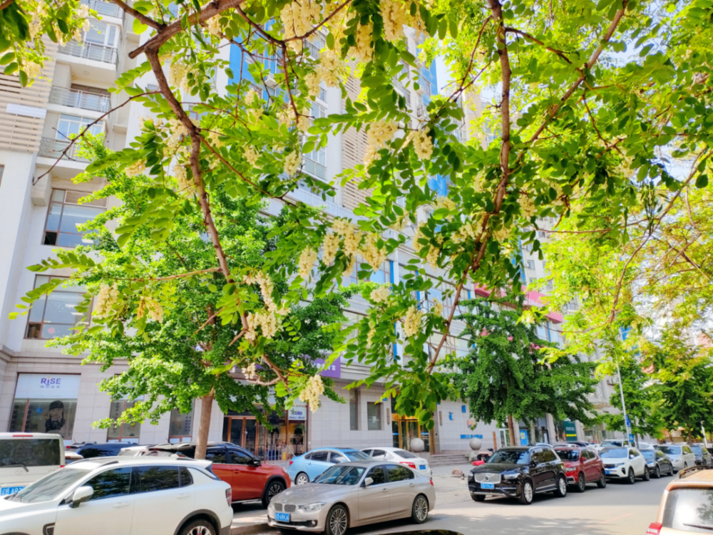 大连市中心的槐花大道正仁街槐花飘香