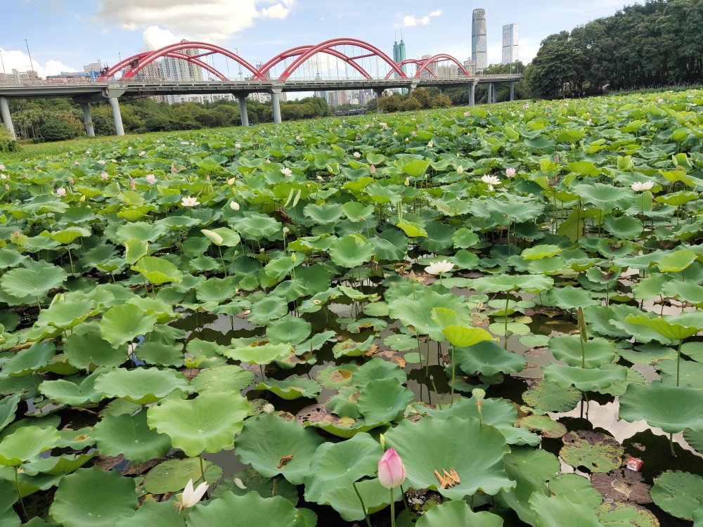 洪湖公園荷花盛開!_騰訊新聞