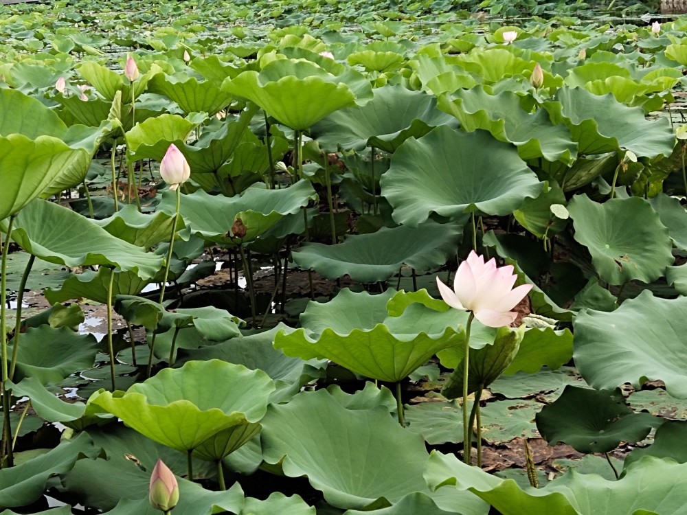 初夏不容錯過的美景洪湖公園荷花盛開