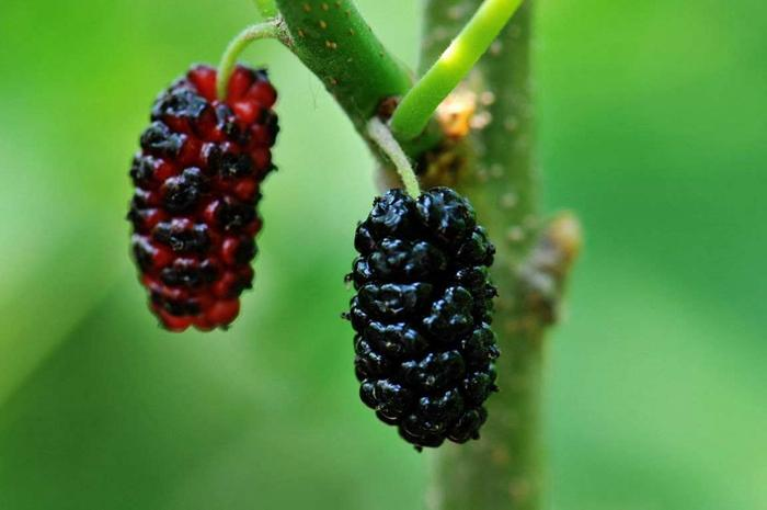 看图辨清马桑果和桑葚谨防误食