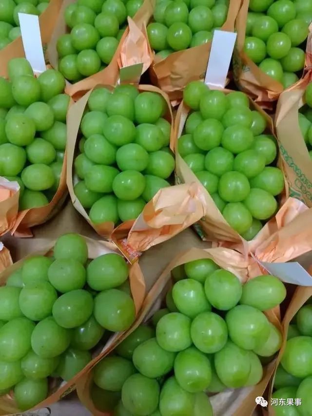 精品阳光玫瑰100元斤种植条件十分苛刻