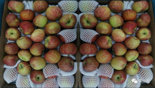 常见苹果类(九):南非冰糖小苹果