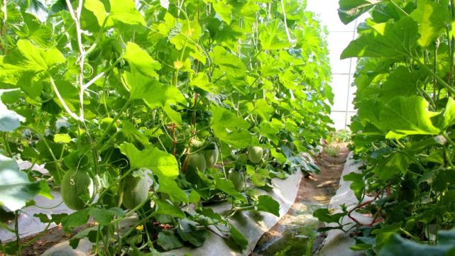 种植户采摘蜜瓜 新甘肃·甘肃经济日报记者马如娟 通讯员 马晶晶 白萍