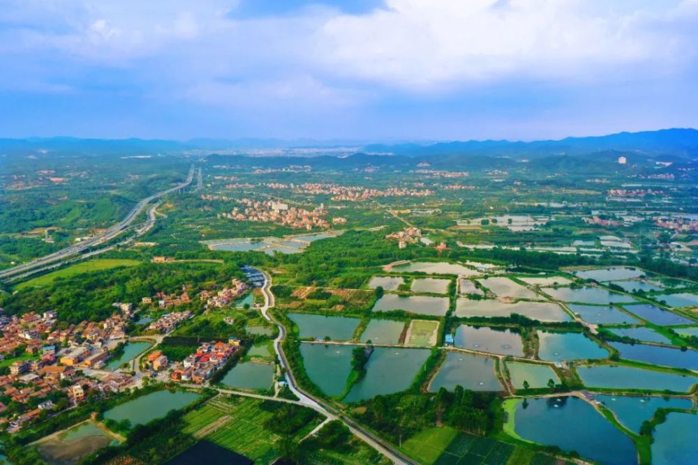 早安花都丨绿色赤坭宛如画卷