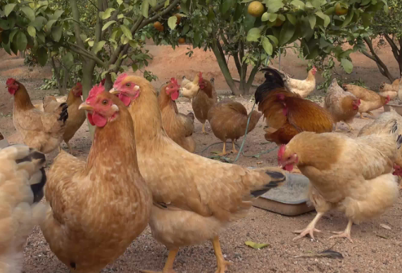几年前风靡一时的果园养鸡为何现在不火了?养殖户:鸡破坏力太强
