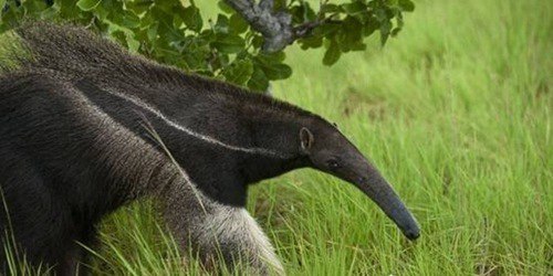 自然界十大動物殺手