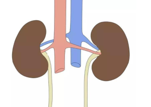 腎癌是起源於腎實質泌尿小管上皮系統的惡性腫瘤,其全稱為腎細胞癌.