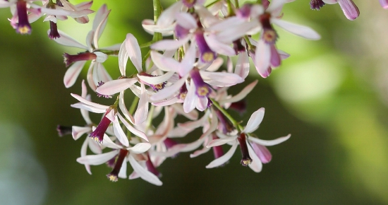 小雨轻风落楝花_腾讯新闻