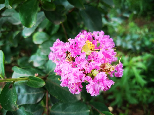 夏季开花的树 紫薇花芳香浓郁 腾讯新闻