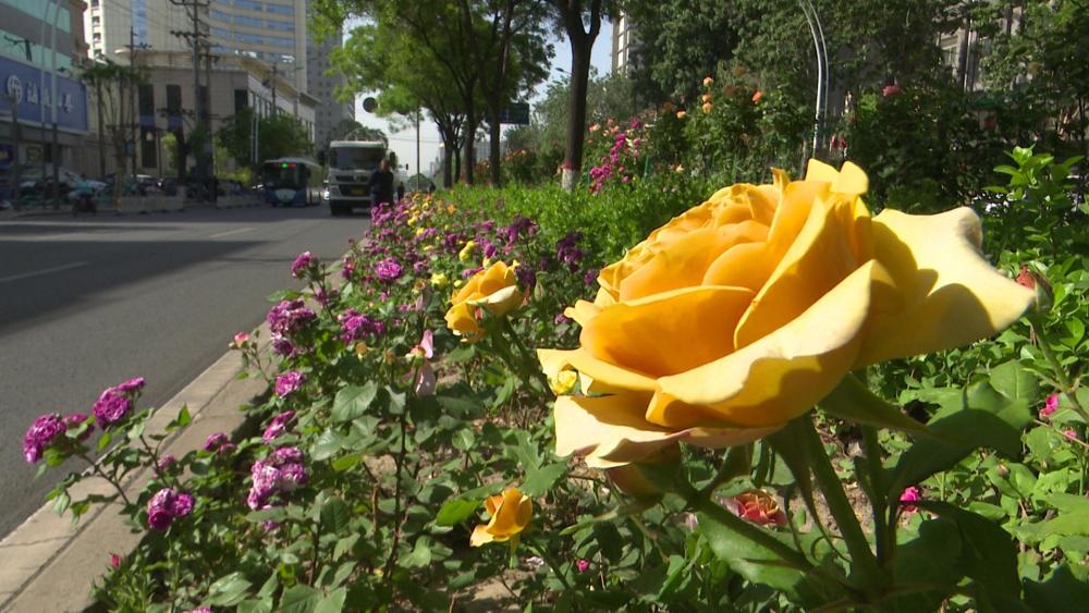 倾尽一城花太原三百万株月季玫瑰盛开许你一座浪漫之都