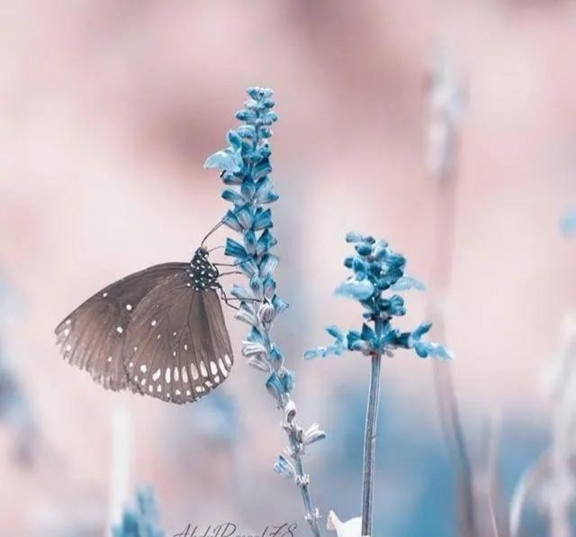 经典流行的个性句子,句句入心,总有一句适合你!