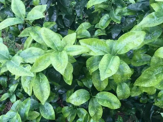 柑桔缺镁初期,与主脉平行的叶身部位率先开始黄化,叶片沿中脉两侧发生