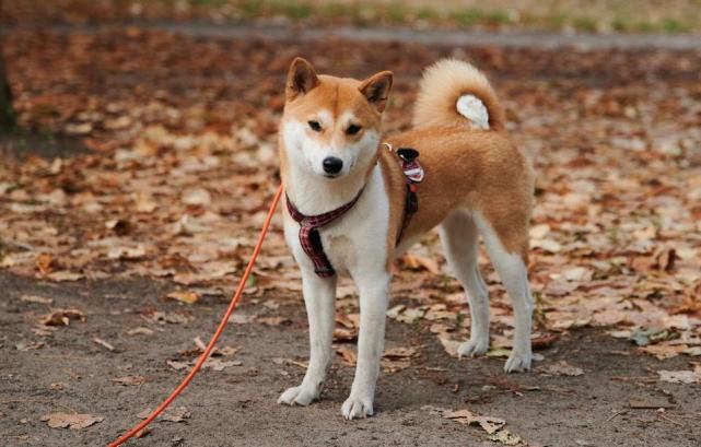 柴犬好飼養嗎?平時補充這些蔬菜柴犬更健康.