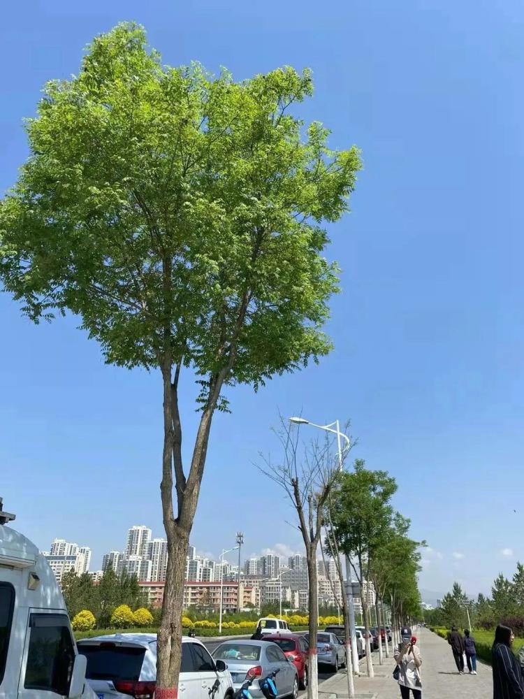 相邻两棵国槐树一个茂盛一个秃原因竟是