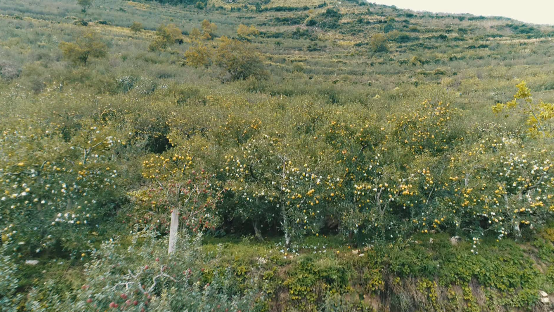 奋斗百年路启航新征程致富果让泸定黄草坪村民品出幸福好滋味