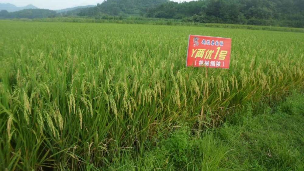 隆平13水稻种子图片