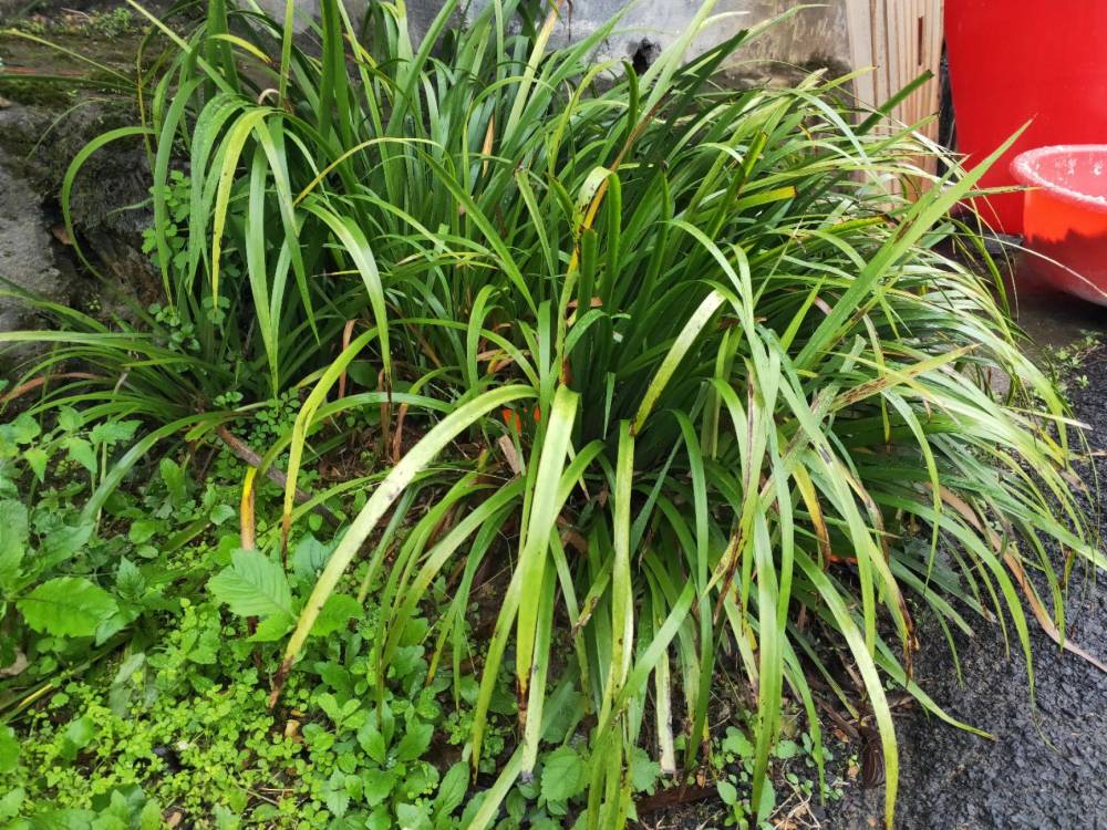 人称随手香以前山沟里遍地都是若见到记得拿袋子装回家