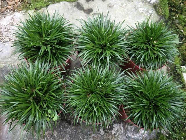 以前山沟里遍地都是,若见到记得拿袋子装回家|随手香|沟里|植物|香料