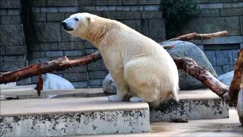 肉吃多了会便秘北极熊拉屎为什么痛苦地大吼大叫