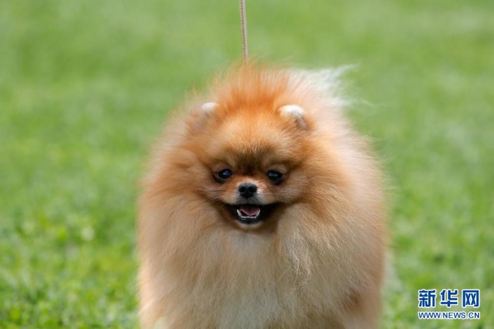 5月23日,一只博美犬在罗马尼亚首都布加勒斯特参加选美比赛.