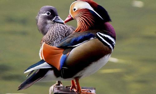 动物世界里,雄性普遍要比雌性漂亮,为什么在人类世界却相反?