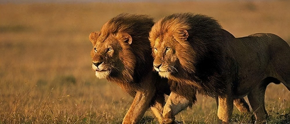 雄狮长大后为什么要被迫流浪流浪雄狮还能再见到自己的母亲吗
