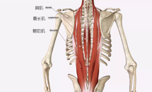 下竖脊肌的解剖结构,竖脊肌属于我们背部的深层长肌,它由最长肌,棘肌