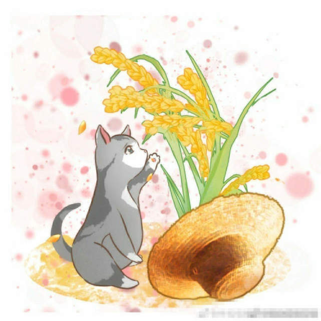 猫咪袁花花上热搜网友泪目留言好好长大想他了就去稻田看看