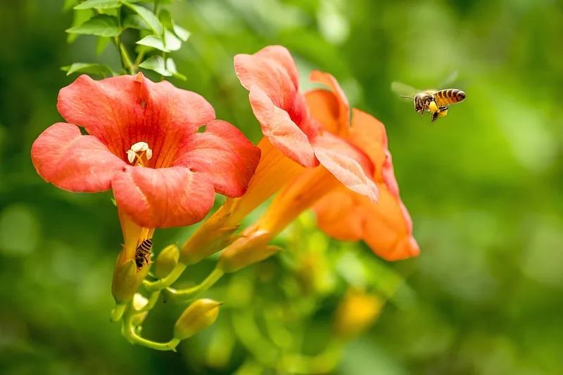 愿你此生绚烂 生如夏花 腾讯新闻