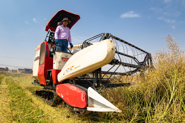 江苏海安:村民驾驶机械收割油菜