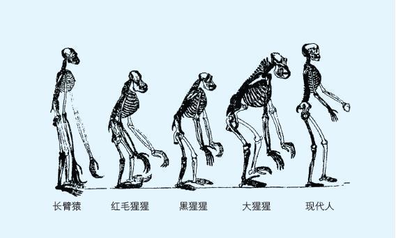 人类的起源人与猿的区别是什么