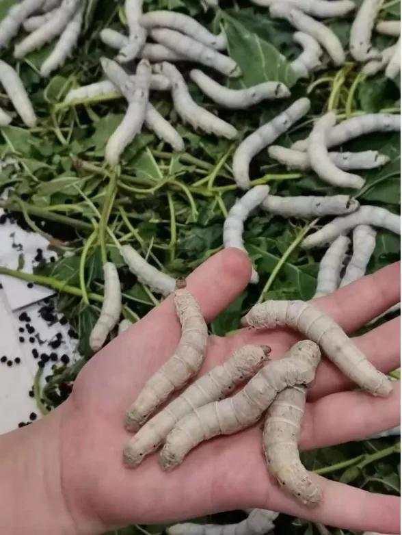 春蚕日记|熟蚕上山