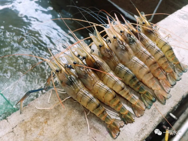养虾,有绝招!养殖"变性"虾,养殖户赚大钱!