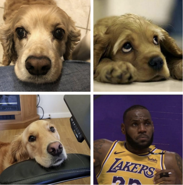 社交圈:网友调侃勒布朗是最佳男演员 詹皇打球没科比乔丹强硬?