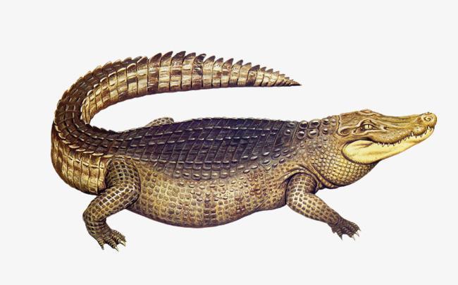 在南非侏罗纪早期的楔形鳄类中,这种鳄类有特征性的特征,体长1.