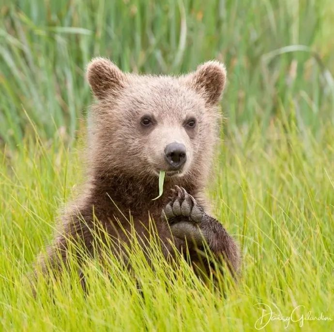 今日份治愈:小熊真的太可爱了!