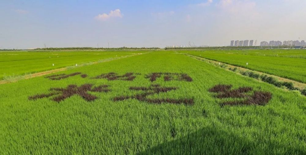 追忆袁隆平与天津小站稻情缘一见水稻就来精神儿